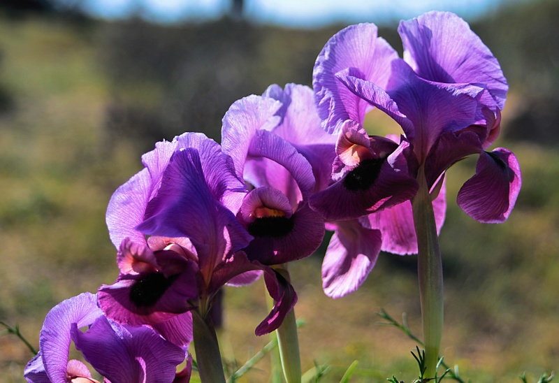 קובץ:8817iris.JPG