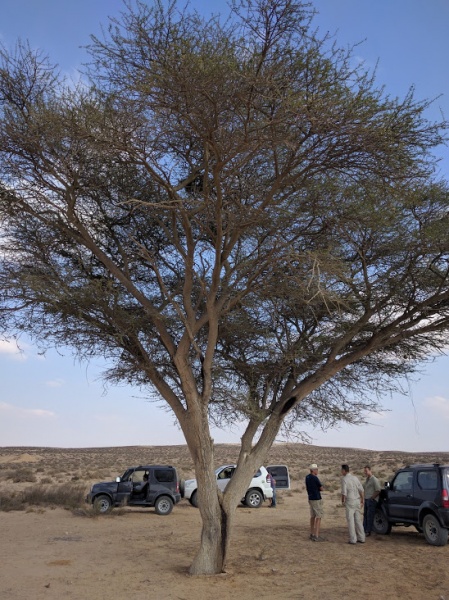 קובץ:Acacia-tree-near-ruheiba.jpg