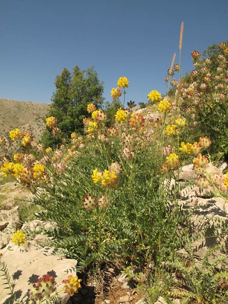 קובץ:Astragalus ehrenbergerii95 257.JPG