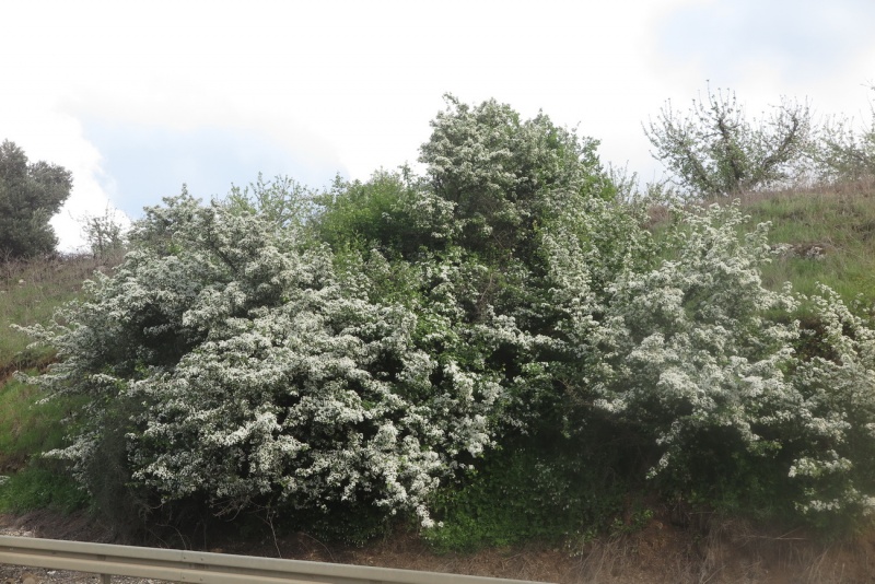 קובץ:Crataegus monogyna0 2017.JPG