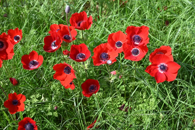 קובץ:DDX 0094Flr.JPG