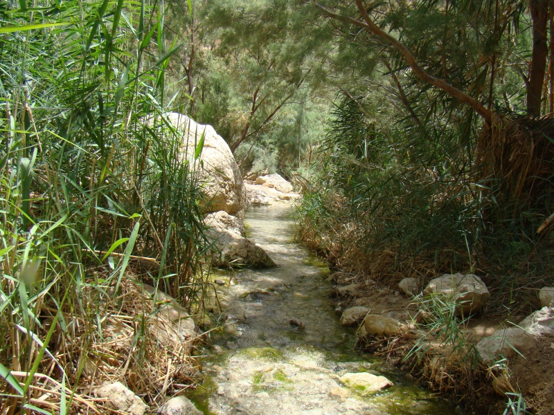 קובץ:DSC04779.JPG