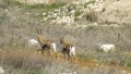 תמונה ממוזערת לגרסה מתאריך 06:16, 15 ביולי 2020