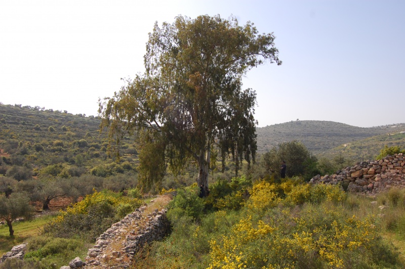 קובץ:DSC 9004.JPG