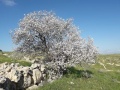 תמונה ממוזערת לגרסה מתאריך 11:02, 5 במרץ 2019