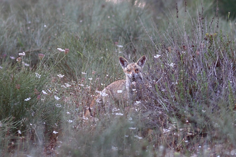 קובץ:Fox.JPG