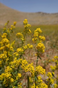 Galium verum 2020.JPG