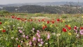 תמונה ממוזערת לגרסה מתאריך 06:41, 31 במרץ 2024