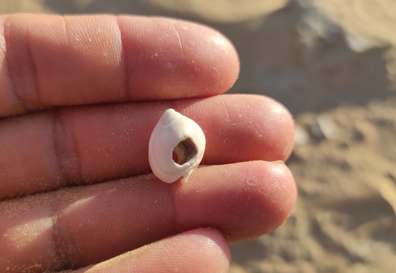 קובץ:IMG 20230705 182517 - Copy.jpg