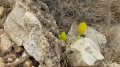 תמונה ממוזערת לגרסה מתאריך 08:25, 26 בנובמבר 2016