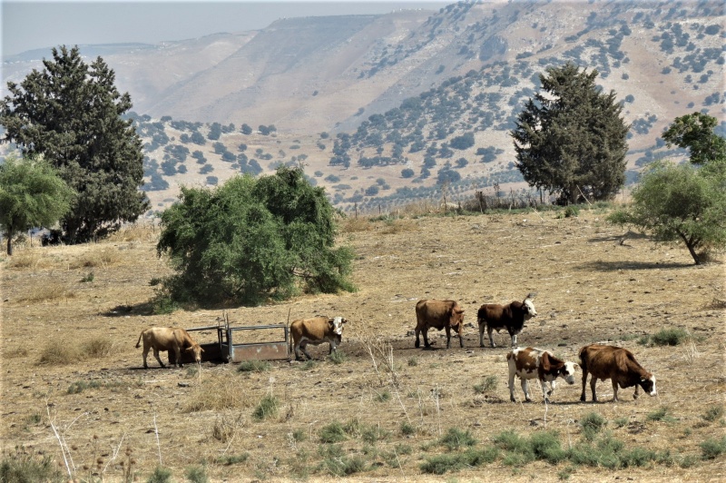 קובץ:IMG 5401.JPG