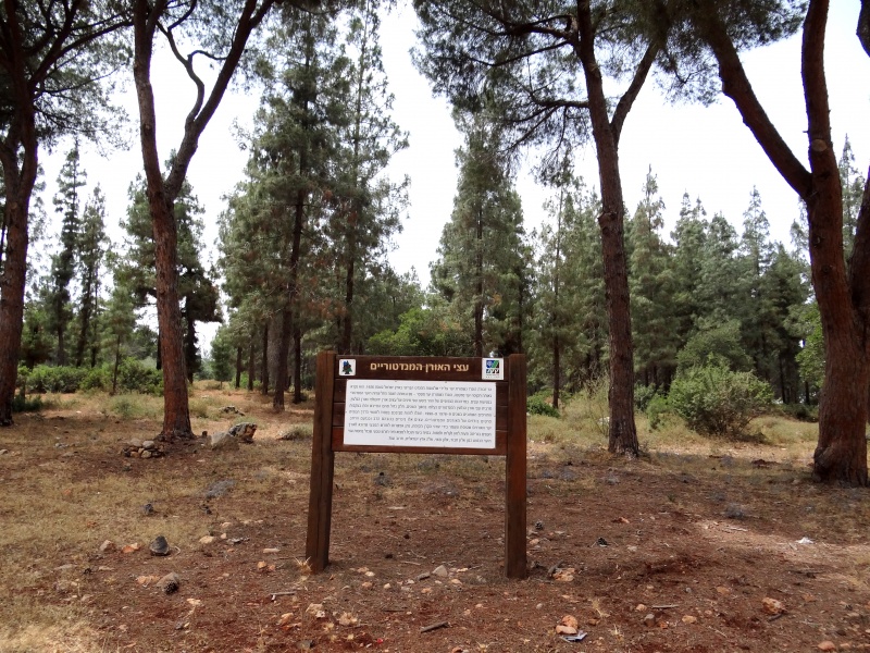 קובץ:Mandatory pine trees small.jpg