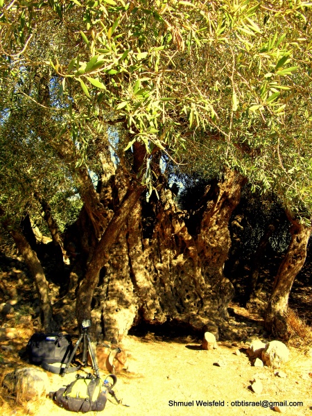 קובץ:Olivetree.JPG