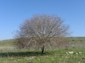 תמונה ממוזערת לגרסה מתאריך 14:44, 25 ביולי 2019