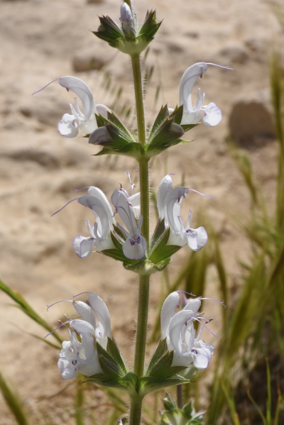 קובץ:Salvia palaestina1.JPG