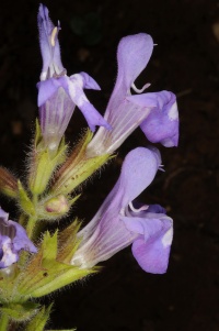 Salvia rubifolia3 2014.JPG