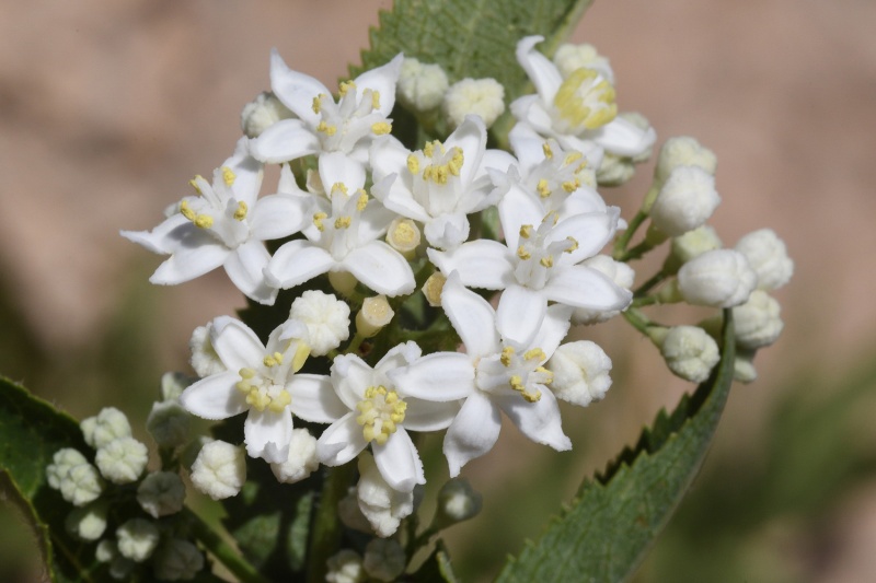 קובץ:Sambucus ebulus3 2020.jpg