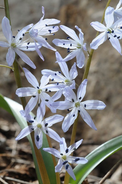 קובץ:Scilla libanotica5 256.JPG