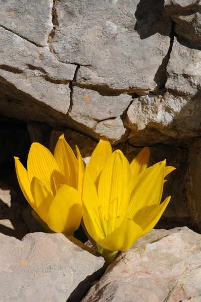 קובץ:Sternbergia clusiana55 250.JPG