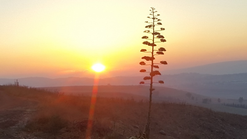 קובץ:Sunset at Yahels.jpg