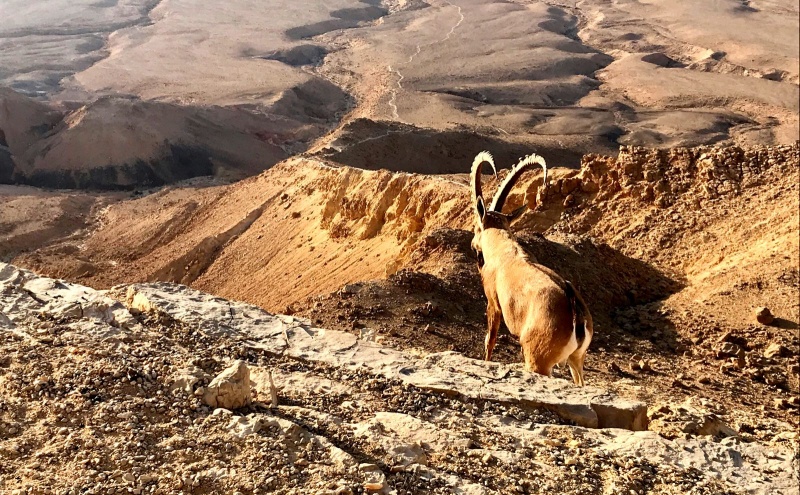 קובץ:Tazpit.jpg