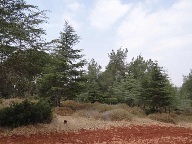 קובץ:The Cedars plot on Dvora mountain (4).JPG