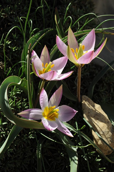 קובץ:Tulipa lownei12 2012.JPG