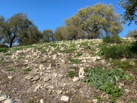 UmAlShouf01.jpg