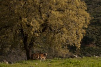 Wadi khilazon tree.jpg